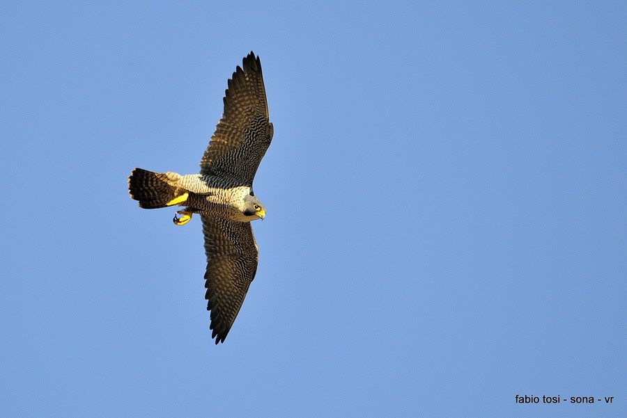 Pellegrin che per l''aere vai, di che sesso tu sarai?